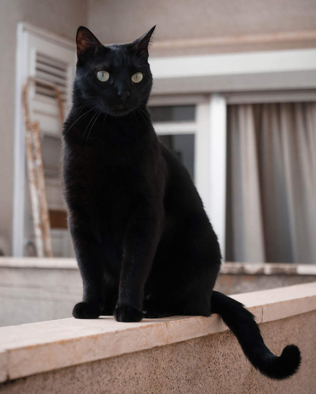 Begemot the Black Cat