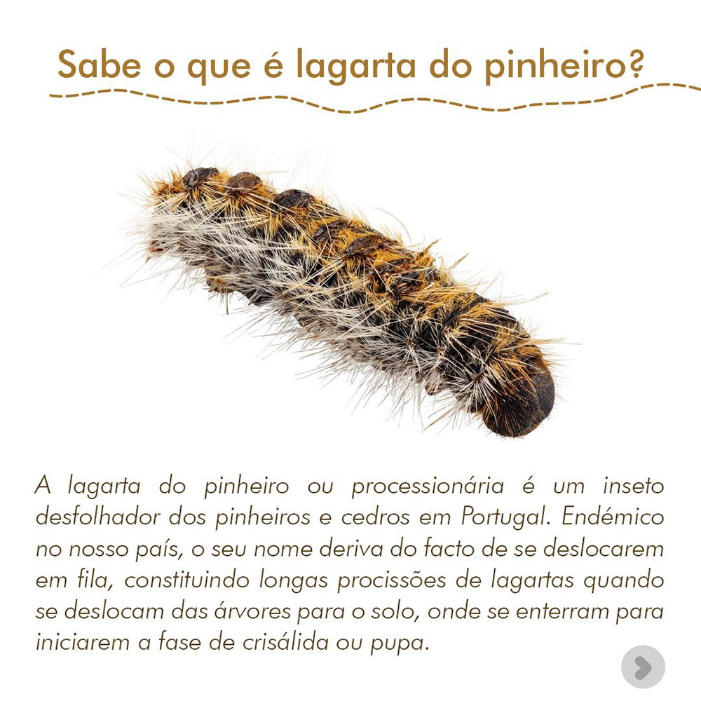 Info Lagarta do Pinheiro 1