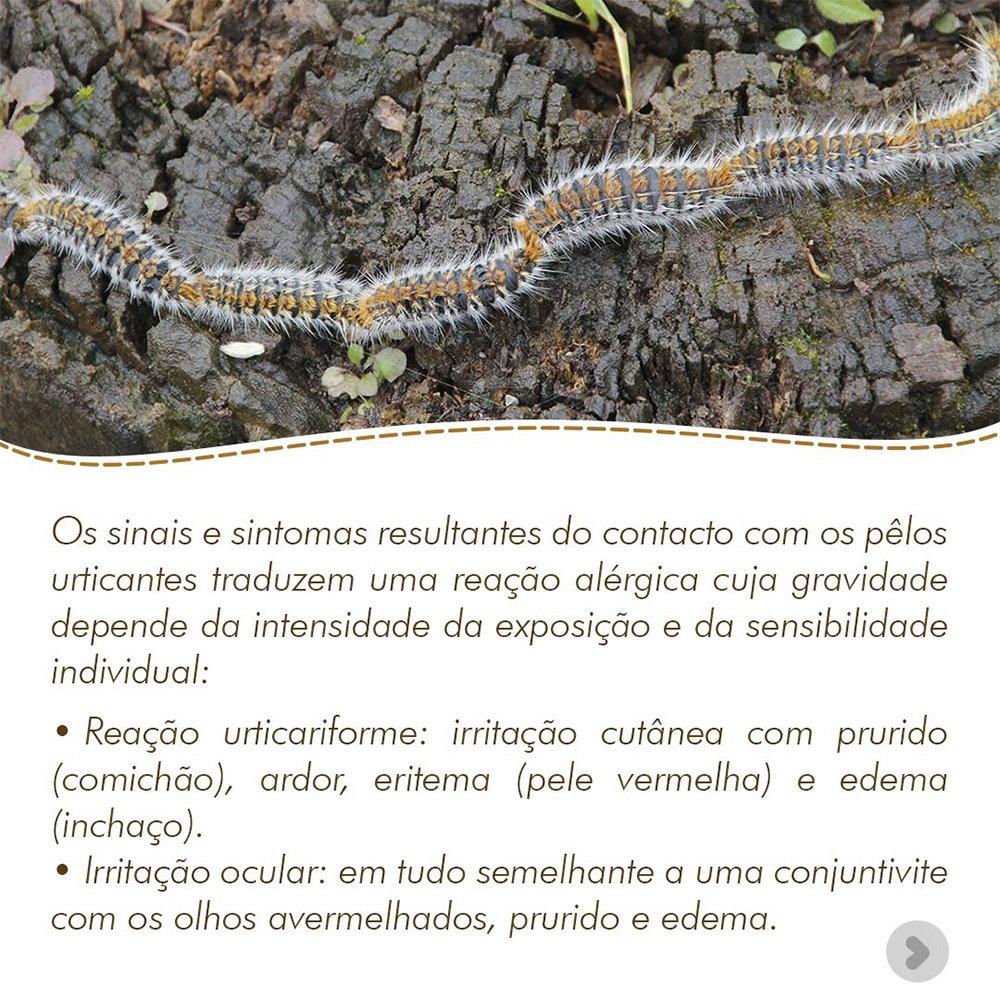 Info Lagarta do Pinheiro 2
