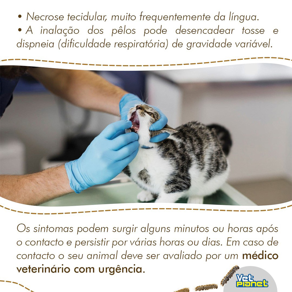 PInfo Lagarta do Pinheiro 3